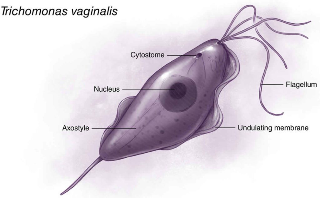 Struttura di Trichomonas vaginalis