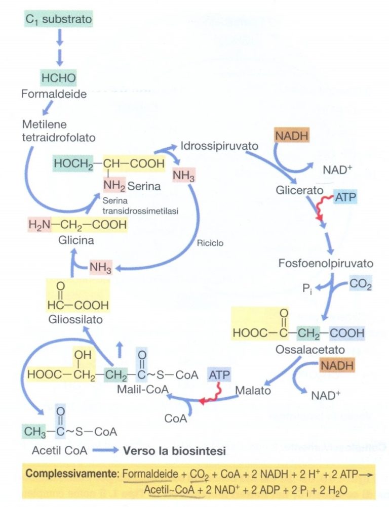 Via della serina nel metabolismo della formaldeide