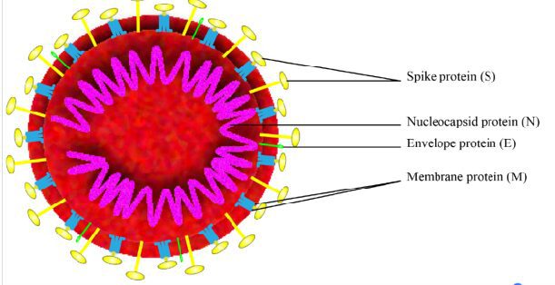 Struttura Covid-19