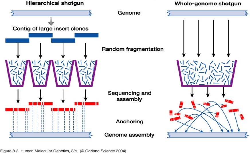 Whole genome shotgun versus hierarchical shotgun