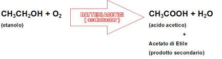 Fig. 1 - batteri acetici sviluppo di acetato di etile come prodotto secondario e acido acetico