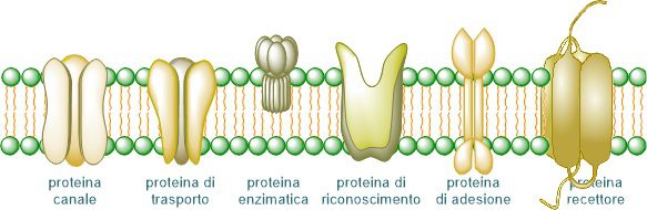 Figura 6: Le proteine proteine possono svolgere funzioni importanti per la vita della cellula.