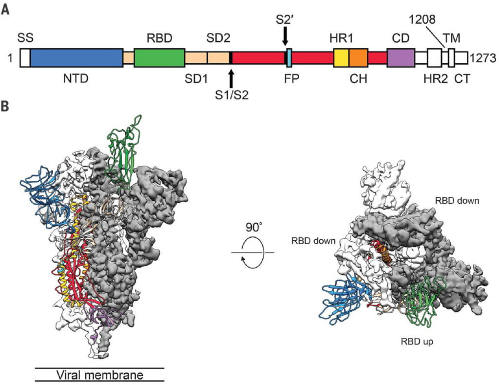 Figura 2 - A) Struttura lineare della proteina S; B)Movimento “a cerniera” dell’Receptor Binding Protein”