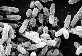 Bacteroides fragilis al microscopio ottico

