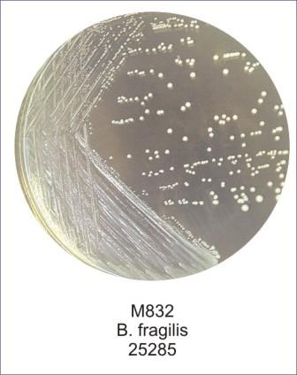 Bacteroides fragilis su Wilkins-Chalgren Agar
