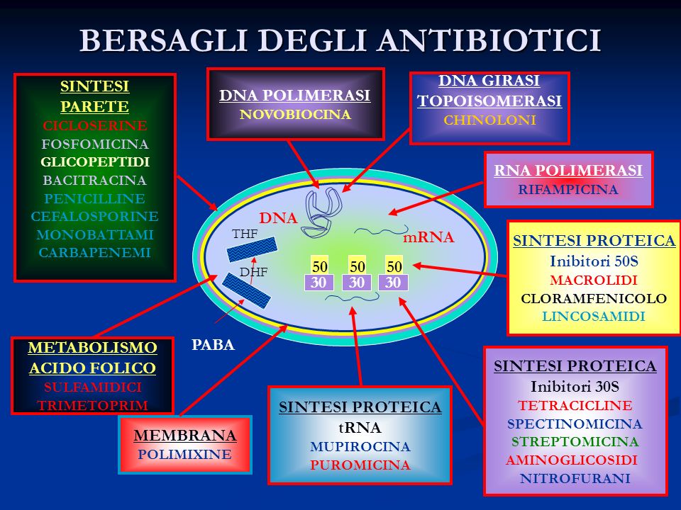 Schema raffigurante i bersagli su cui agiscono le principali classi antibiotiche