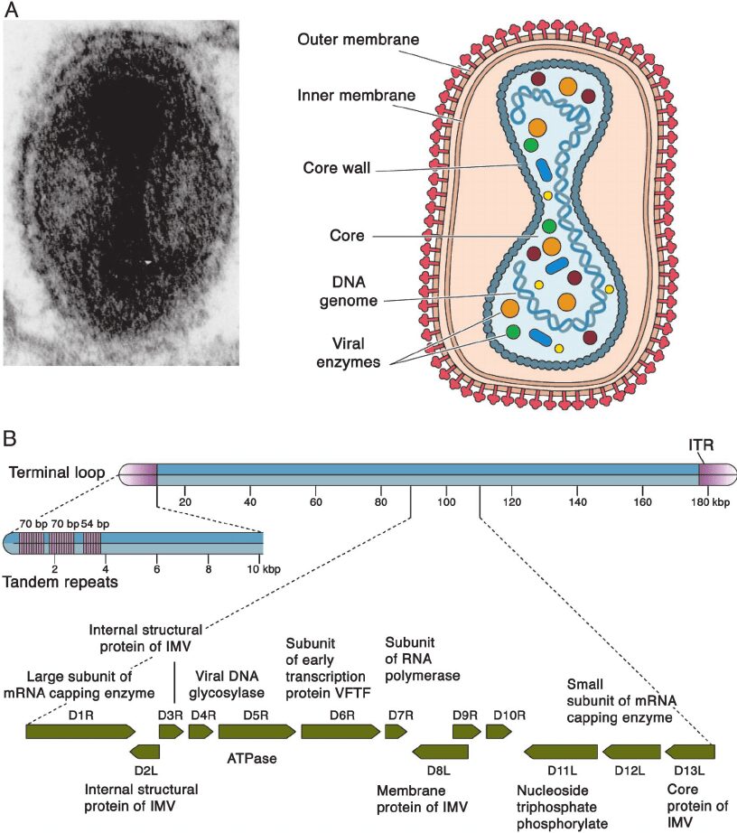 A) Immagine al microscopio elettronico e rappresentazione schematica di un poxvirus; B) Organizzazione del genoma dei poxvirus