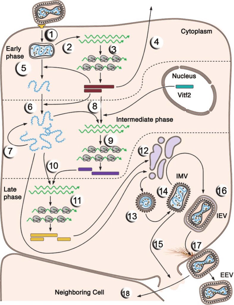 Rappresentazione schematica del processo di replicazione dei poxvirus. IMV, intracellular mature virus; IEV, intracellular enveloped virion; EEV, extracellular enveloped virion