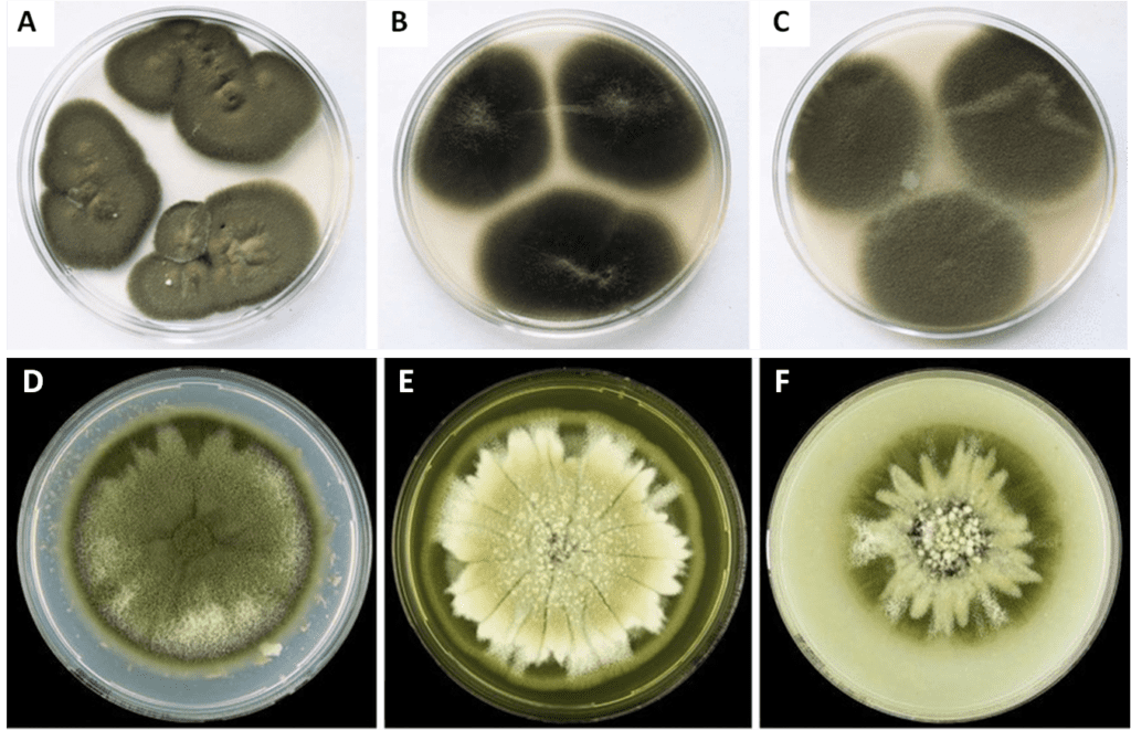 Figura 4 – Colonie di C. cladosporioides sui tre terreni di coltura. A e D) Potato dextrose agar. B e E) Malt extract agar. C e F) Oatmeal agar