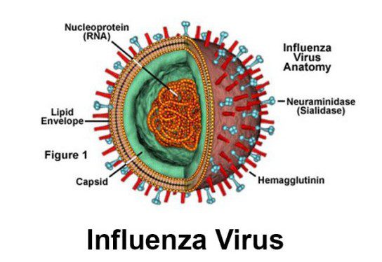 Struttura del virus dell'influenza