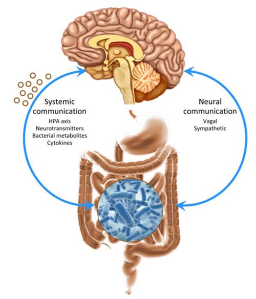 asse cervello-intestino