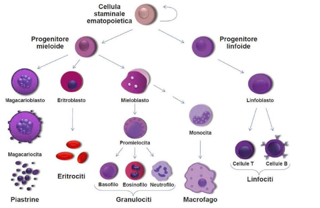 Processo differenziativo che porta alla formazione dei macrofagi