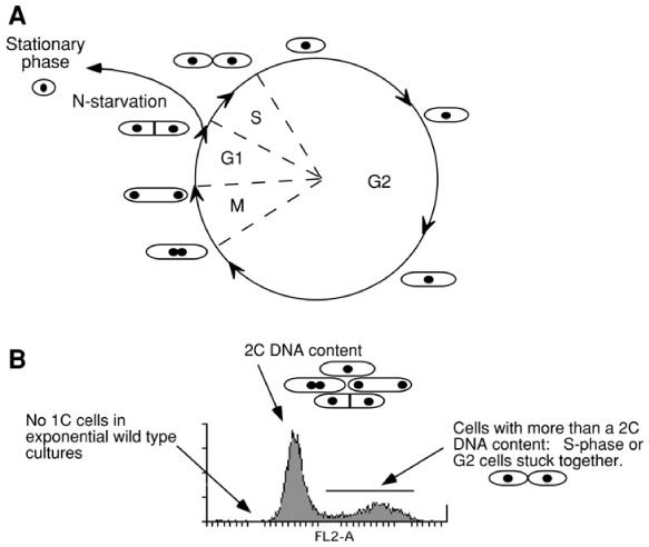 ciclo cellulare di S. pombe
