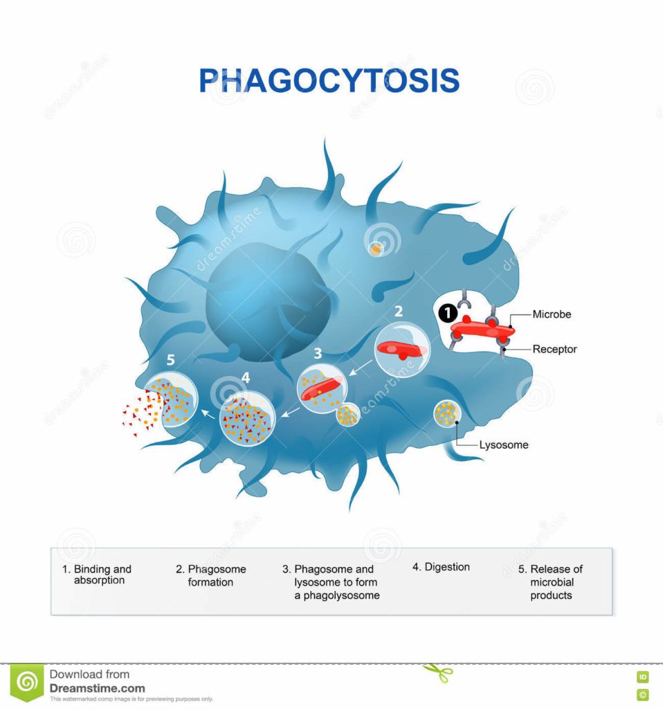 Rappresentazione schematica delle diverse fasi del processo fagocitico.