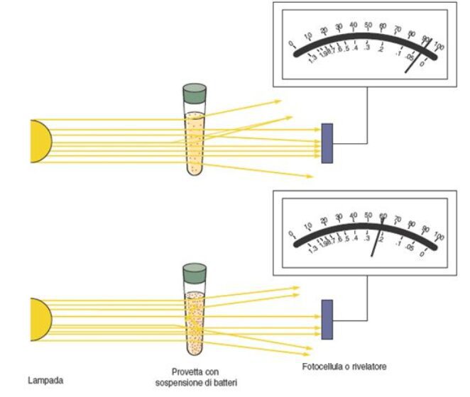 spettrofotometro e torbidità batterica