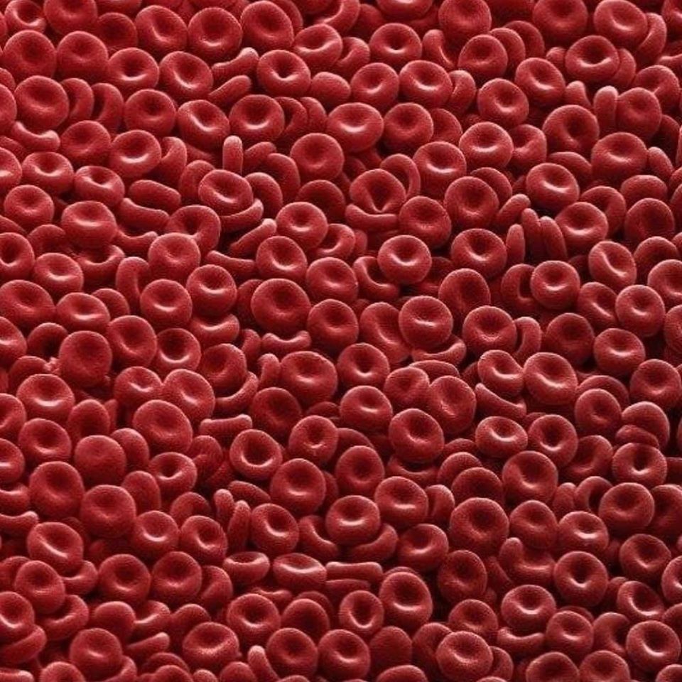 Globuli rossi osservati al microscopio elettronico