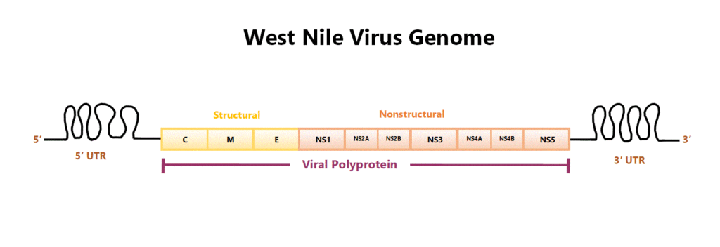 Genoma di WnV