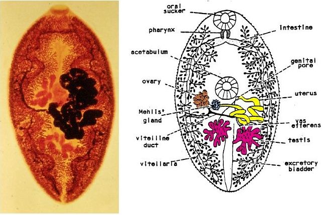 Verme adulto di P. westermani e rappresentazione schematica con indicazione dei vari organi