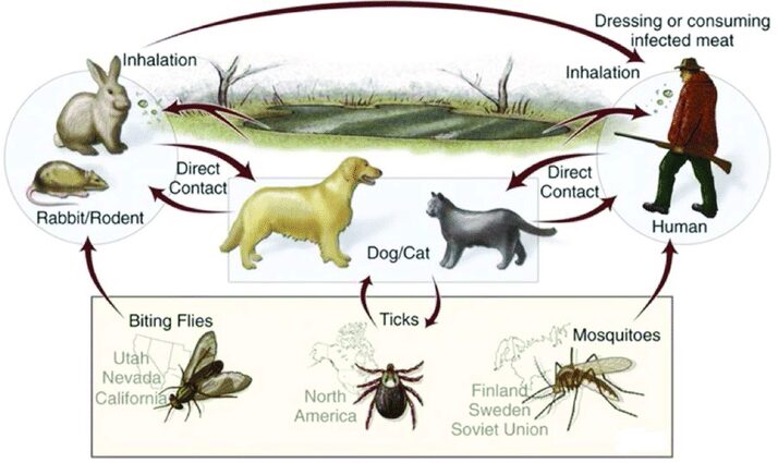 Ciclo selvatico della F. tularensis. Nello Utah, in California e in Nevada il batterio &egrave; trasmesso generalmente dai tabanidi, che pungono i roditori; in Nord America i vettori primari sono le zecche, che parassitano in particolare cani e gatti; in Finlandia, Svezia e Unione Sovietica la propagazione del microorganismo &egrave; legata alle zanzare, che infettano soprattutto gli esseri umani