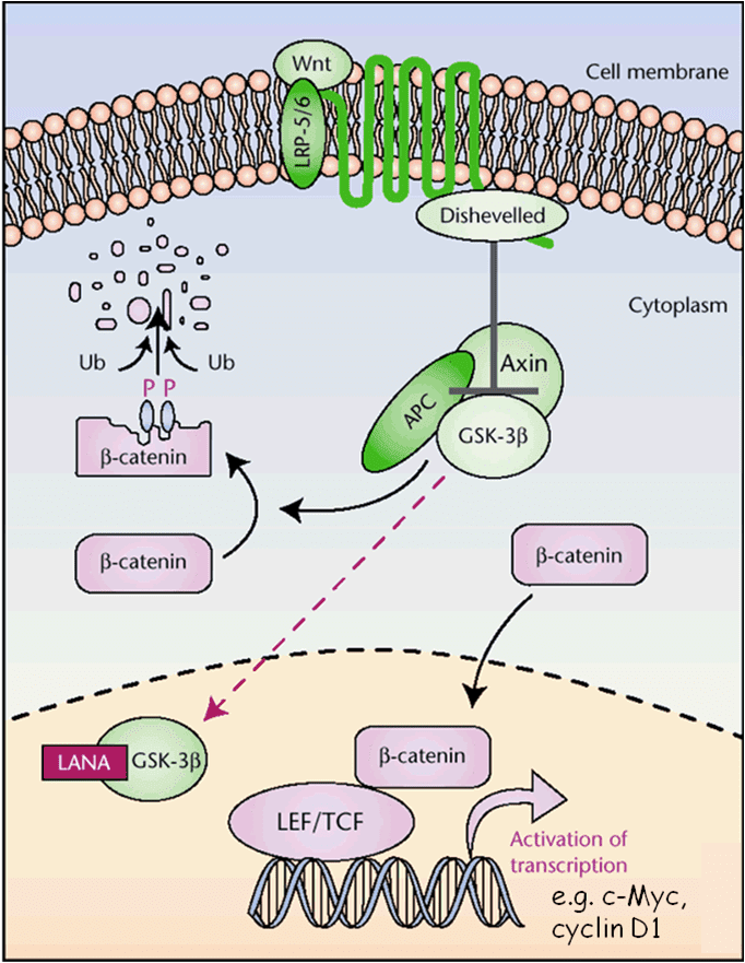 LANA attiva il pathway di Wnt-β-catenina sottraendo la chinasi GSK-3β nel nucleo; in questo modo il complesso che porta alla degradazione della β-catenina (formato da Axina, APC e GSK-3β) non funziona, e ciò permette alla β-catenina di rimanere stabile, traslocare nel nucleo, legarsi al fattore di trascrizione LEF/TCF e attivare la trascrizione di geni per la proliferazione, come c-Myc e Ciclina D1