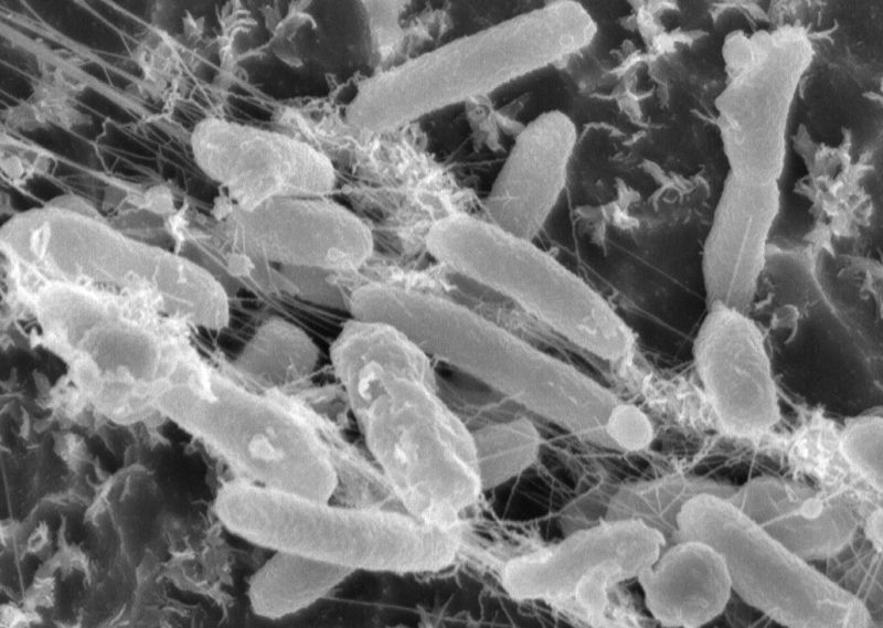 ideonella sakaiensis batteri mangia plastica