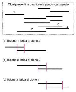 Attraverso questa figura si può capire visivamente cosa accade nella ricostruzione di un genoma: il primo frammento, parzialmente sovrapponibile con il secondo, viene utilizzato come sonda. A sua volta il secondo frammento viene utilizzato per trovare il terzo, infine il terzo per il quarto.