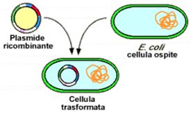 Inserimento del materiale genetico (plasmide) all’interno di una cellula ospite