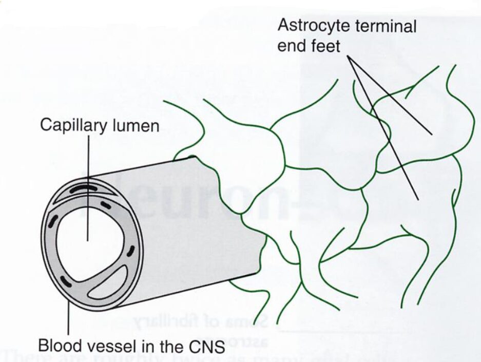 pedicelli astrocitari che compongono la barriera emato-encefalica
