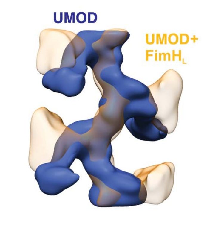 Figura 3 - Legame tra il dominio FimHL e il sito di glicosilazione ad alto contenuto di mannosio dell'UMOD