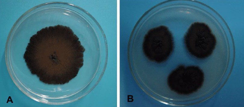 Colonie di H. werneckii. Sia nell’immagine A che nell’immagine B si osservano delle colonie mature, data la colorazione scura e lo strato di micelio che le ricopre [https://www.creative-biolabs.com/drug-discovery/therapeutics/hortaea-werneckii.htm]