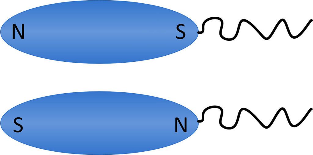 modello di polarità dei batteri magnetotattici