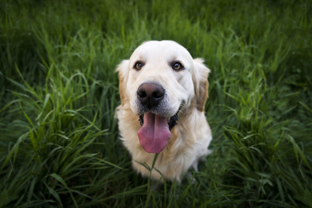 Il cane domestico un ottimo modello per studiare il microbiota intestinale