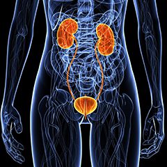 Figura 1 - L'uromodulina, proteina abbondante nelle urine