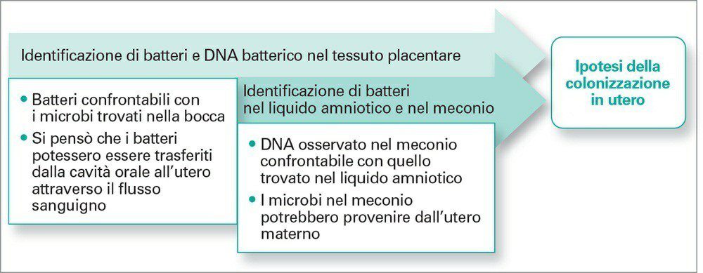 Il feto non vive in un ambiente completamente sterile e viene al mondo con un intestino nel quale è presente una quantità minima di batteri, il 5% di colonizzazione nell’intestino è già presente nel rapporto madre-feto.  