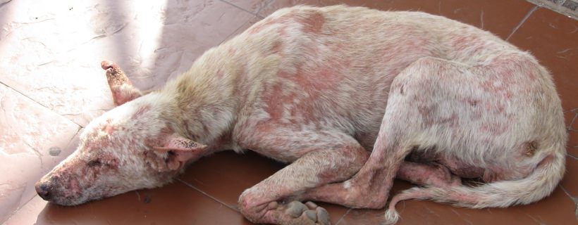 Aspetto clinico della rogna demodettica