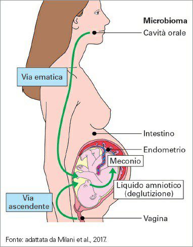 Sono stati proposti diversi meccanismi per spiegare come i batteri possano essere in grado di colonizzare la cavità uterina durante la gravidanza