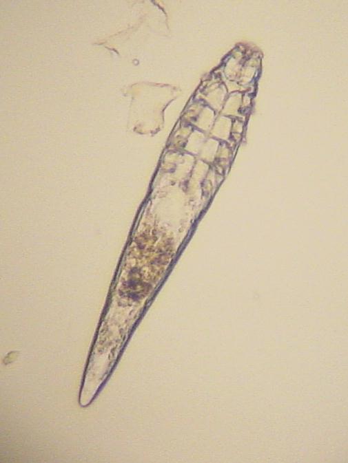 Demodex canis