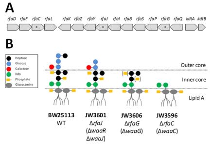 Raffigurazione schematica degli operoni Rfa nell’E. Coli (A) e della struttura dei LPS in seguito a mutazioni (B) [Christophe Pagnout et al., 2019]