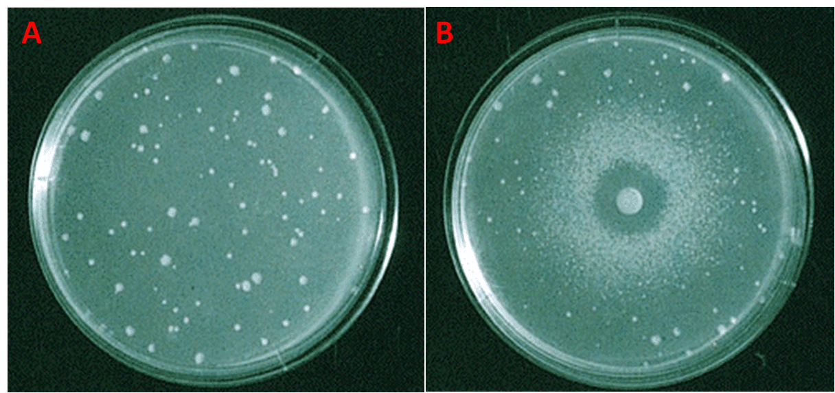 Piastre di agar su cui sono stati seminati ceppi di Salmonella incapaci di sintetizzare l'istidina (his-). Nella piastra di controllo (sinistra), priva del campione, la crescita delle colonie è avvenuta in seguito a reversione spontanea della mutazione. Nella piastra oggetto d'esame (destra) si nota che nelle aree più vicine al disco le colonie non sono cresciute a causa dell'elevata concentrazione del mutageno, mentre nelle aree più lontane la concentrazione è più bassa e ha indotto la retromutazione; più si va verso i margini della piastra e più diminuiscono le colonie retromutate [https://www.mun.ca/biology/scarr/Bio4241_Ames_Test_1.html]