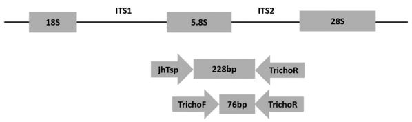 Raffigurazione schematica di una parte dell’unita trascrizionale e le posizione dei primers utilizzati per l’amplificazione e il sequenziamento. 228 bp: dimensione del frammento amplificato. 76 bp: dimensione del frammento sequenziato [Francesca Perandin et al., 2018]