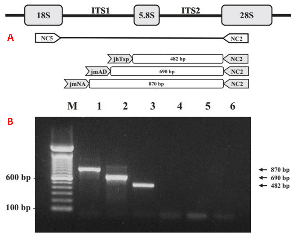 L’immagine A mostra una rappresentazione schematica della sequenza dell’unità trascrizionale contenente ITS1 e ITS2. NC2 e NC5 sono i primers usati per l’amplificazione di ITS1 per il clonaggio, mentre jhTsp-NC2, JhAD-NC2 e jmNA-NC2 sono le tre coppie di primers per l’amplificazione di ITS1 nei tre nematodi. L’immagine B raffigura l’elettroforesi su gel d’agarosio dei tre prodotti di PCR, aventi un peso differente. La banda 1 è di N. americanus, la 2 di A. duodenale, la 3 di T. colubriformis [Tai-Soon Yong et al., 2007]