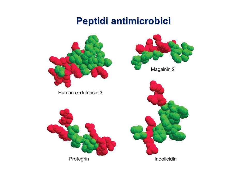 strutture di peptidi antimicrobici