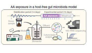 Fasi dell'esperimento di analisi dell'esposizione di AA a una coltura del microbiota intestinale in vitro