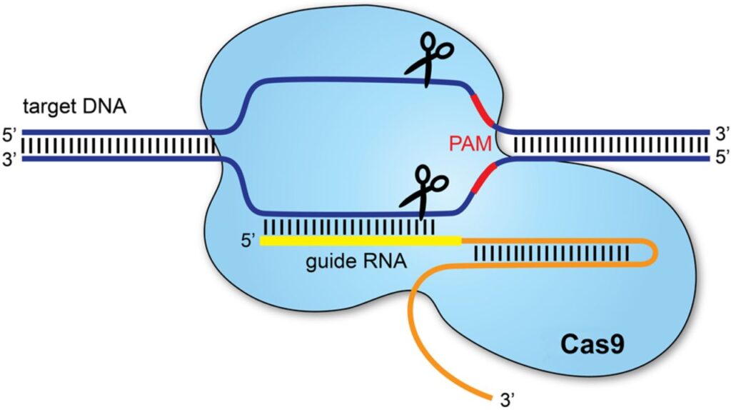 CRISPR-Cas9, a cui è dovuto il Nobel di Doudna