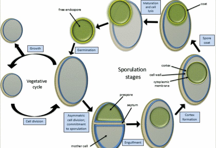 sporulation phases