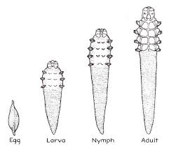 Le quattro fasi di crescita del Demodex canis