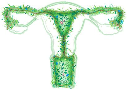 microbiota uterino e vaginale - microbiota sano