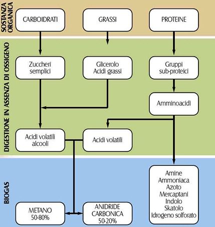 Rappresentazione schematica delle principali molecole coinvolte nel processo di digestione anaerobica.