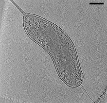 Bdellovibrio bacteriovorus
