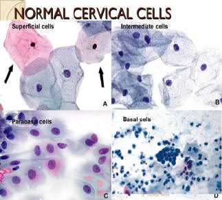 Colorazione di diverse tipologie cellulari.